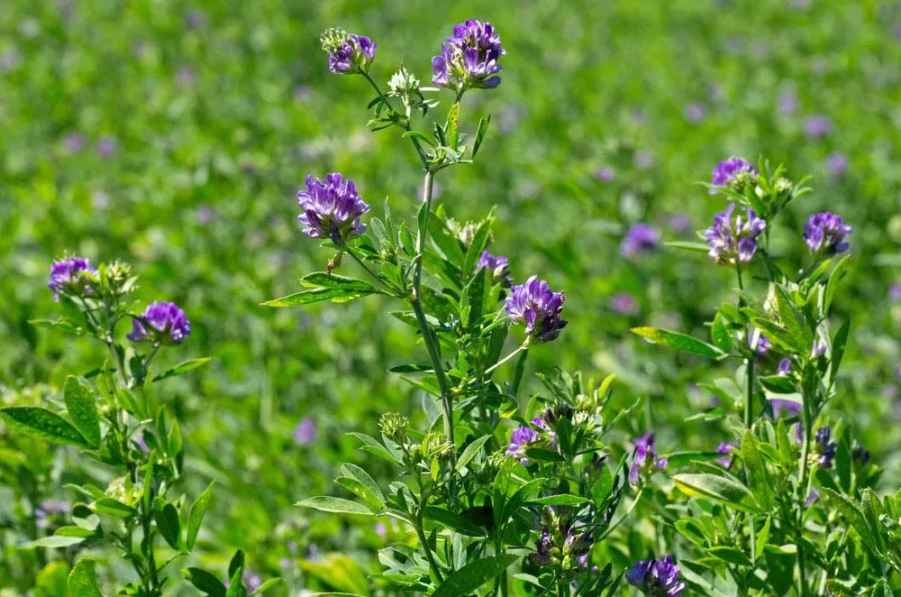 Cỏ linh lăng (Alfalfa) là gì? Có tác dụng gì cho sức khỏe? 3 Cây cỏ linh lăng
