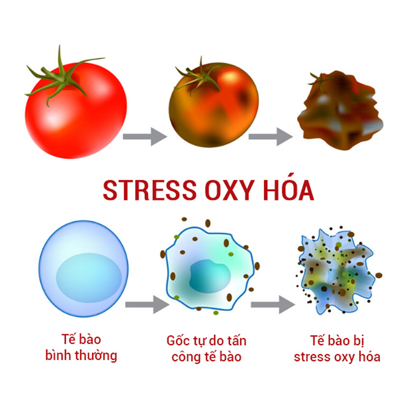 Tác dụng của quả nhân sâm Hàn Quốc đối với việc giảm sắc tố da và chống lão hóa thông qua kích hoạt FoxO3a 24 Oxidative Stress (Stress Oxi hóa) là gì?