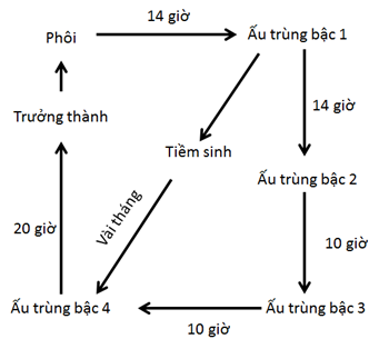 Tác dụng của quả nhân sâm Hàn Quốc đối với việc giảm sắc tố da và chống lão hóa thông qua kích hoạt FoxO3a 26 Caenorhabditis elegans – động vật mô hình trong nghiên cứu Sinh học phân tử