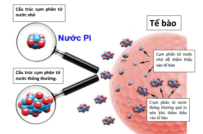 Nước Pi là gì? Có tốt không? Có tác dụng gì với sức khỏe? 27 nuoc pi la gi co tot khong co tac dung gi voi suc khoe 32 - Tổng Kho MLM | Amway | Herbalife | Unicity | Droppii Biz